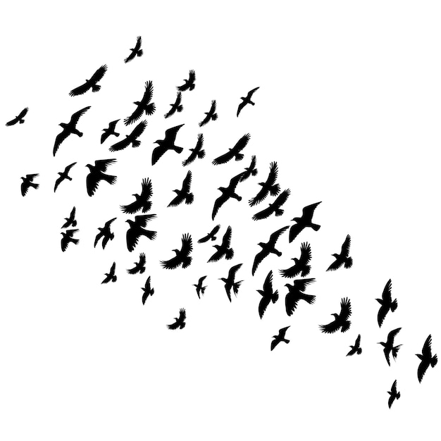 Conjunto de aves voladoras silueta aislada en vector de fondo blanco