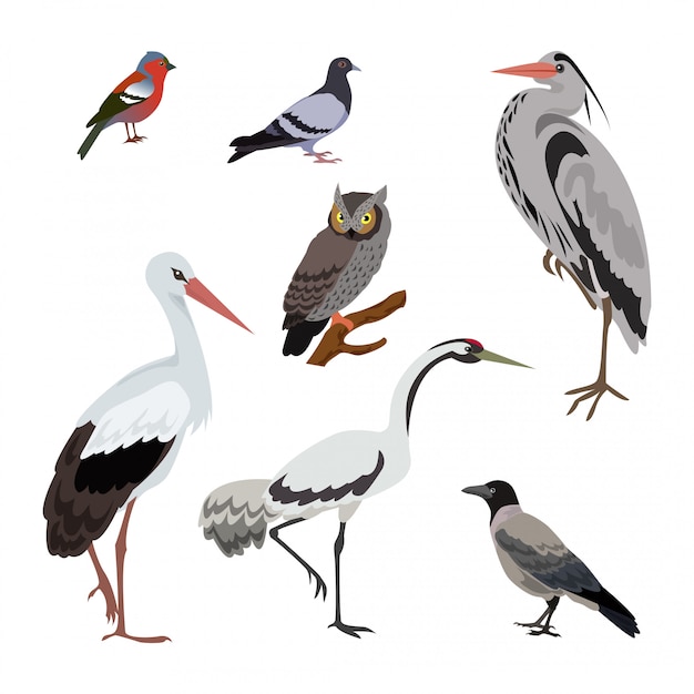 Vector conjunto de aves