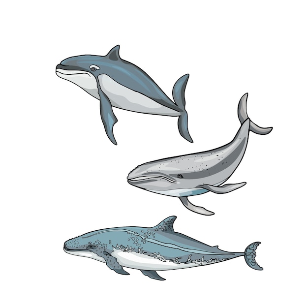 Vector conjunto de ballenas y tiburones ilustración aislada de animales submarinos isolada como un espacio en blanco para diseñadores etiqueta de logotipo de icono