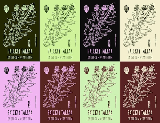Conjunto de bardana Onopordum acanthium en varias composiciones de colores Planta silvestre farmacéutica PRICKLY TARTAR dibujado a mano Ilustración de bardana retro