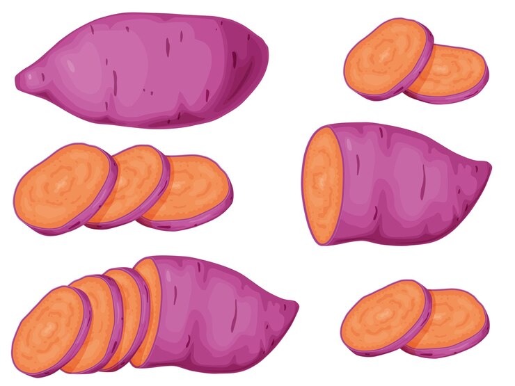 Vector conjunto de batata morada batata de ñame de okinawa concepto de comida saludable