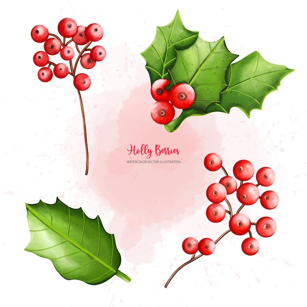 Conjunto de bayas de acebo de Navidad Ilustración de acuarela de pintura digitalxDxA
