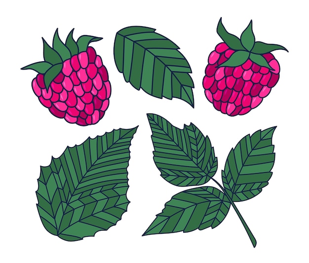 Conjunto de bayas y hojas de frambuesa dibujadas a mano Ilustración vectorial de contorno colorido