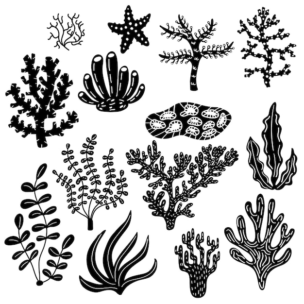 Conjunto blanco y negro de corales y algas. Gráficos vectoriales lineales. Dibujado a mano doodle flora marina