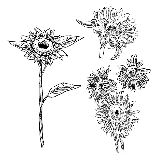 Vector conjunto de boceto y conjunto de elementos de girasol dibujados a mano.