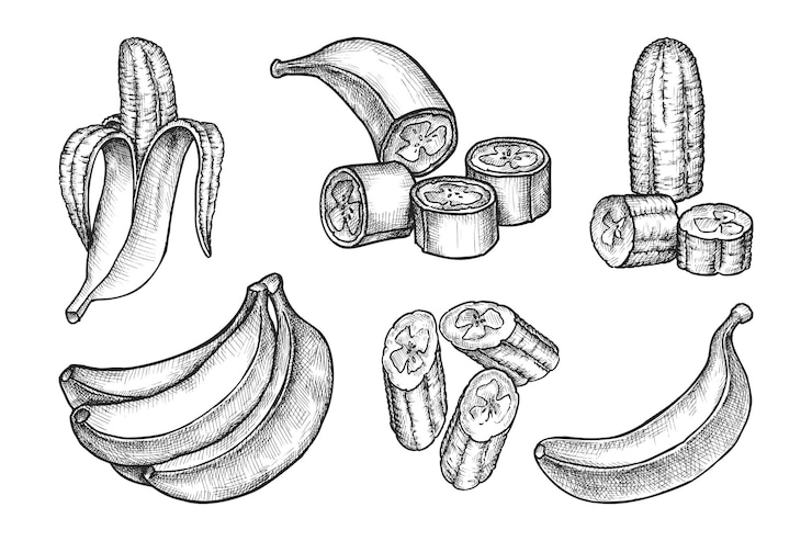 Vector conjunto de bocetos aislados de vector de plátanos