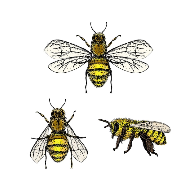 Conjunto de bocetos de color de abeja dibujo vintage de abeja de miel dibujado a mano boceto de insecto aislado estilo de grabado