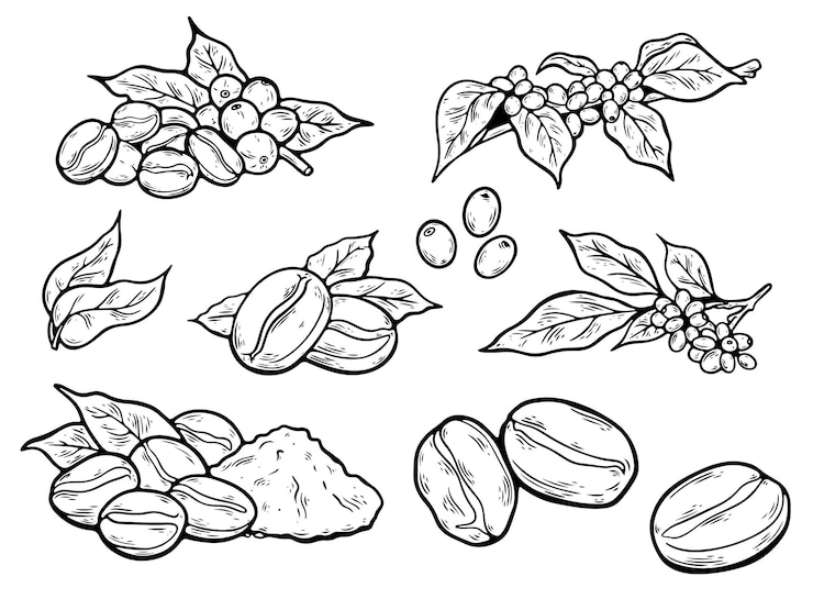 Vector conjunto de bocetos de granos de café