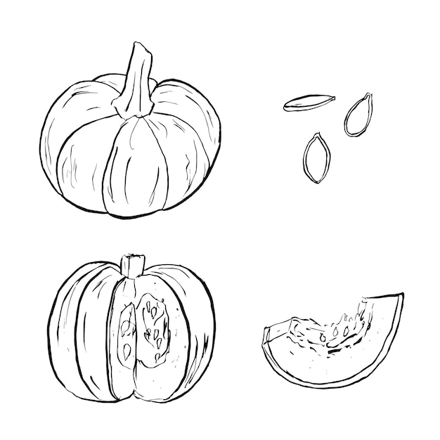 Vector conjunto de bocetos lineales de calabazas de otoño gráficos vectoriales