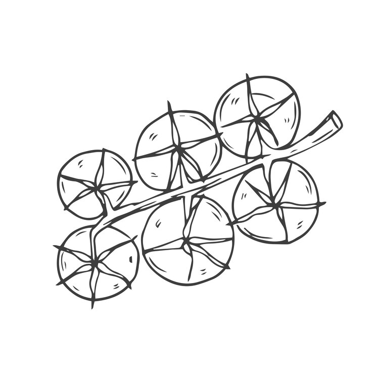 Vector conjunto de bocetos de tomates cosecha verduras maduras del jardín doodle