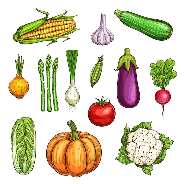 Vector conjunto de bocetos de verduras de color aislado