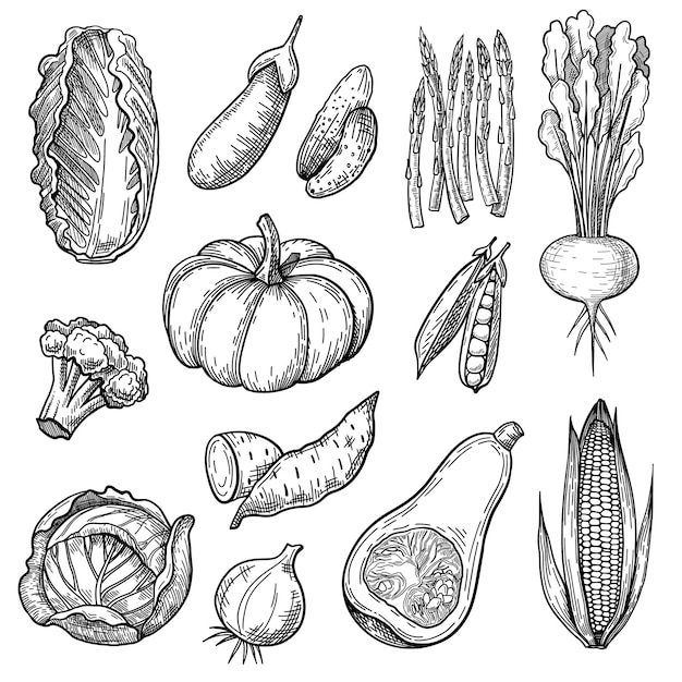 Conjunto de bocetos de verduras frescas