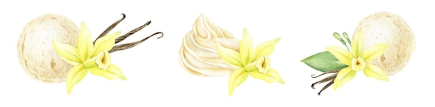 Conjunto de bola de helado de vainilla con flor de vainilla y vainas postres de vainilla acuarela
