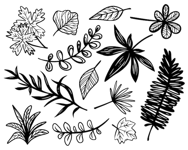 Conjunto de bosquejo de garabato vectorial de diferentes plantas, ramas y hojas