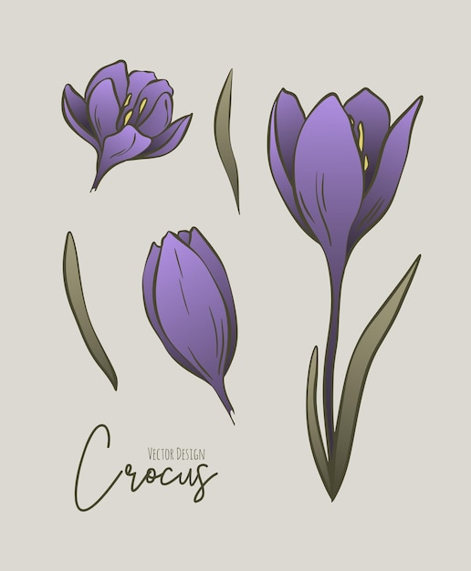 Conjunto botánico coloreado de ilustración de líneas de flores de crocus