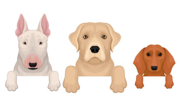 Conjunto de cabezas de bull terrier labrador y dachshund Ilustración vectorial sobre un fondo blanco