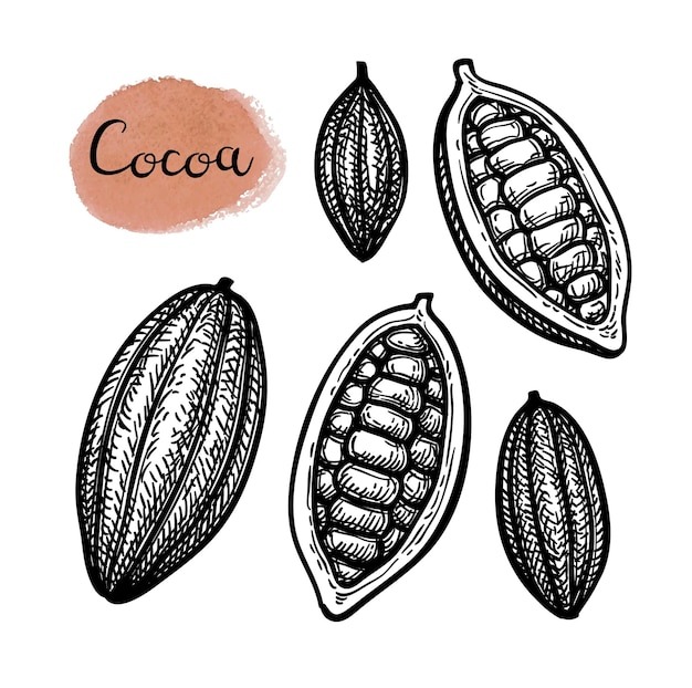 Conjunto de cacao Dibujo de tinta aislado sobre fondo blanco Ilustración de vector dibujado a mano Estilo retro