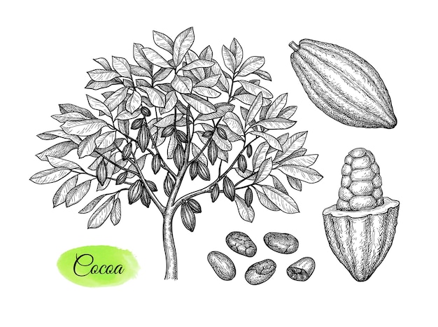 Conjunto de cacao Vainas de árboles y frijoles Bocetos de tinta dibujados a mano