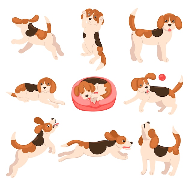 Vector conjunto de cachorros beagle aislado sobre fondo blanco. .