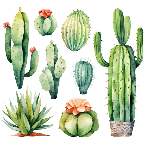 Vector conjunto de cactus acuarela