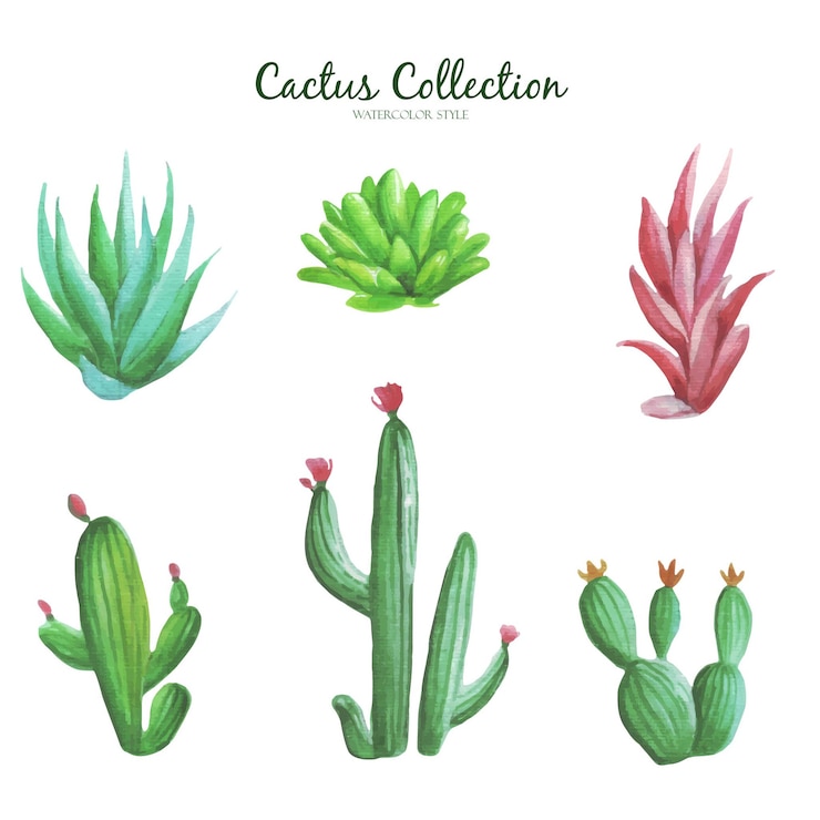 conjunto de cactus acuarela