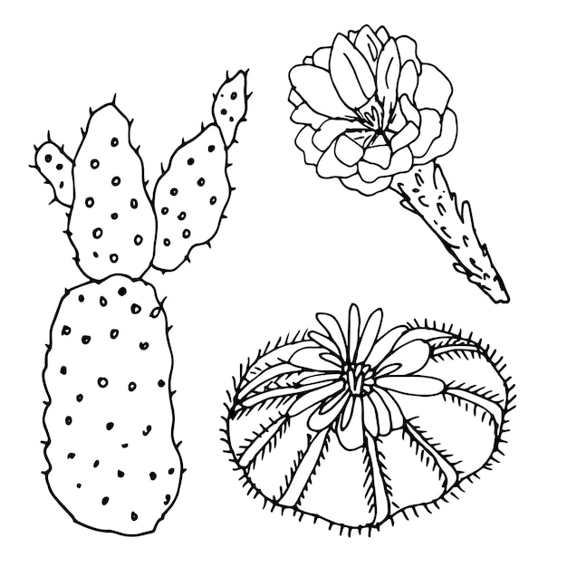 Conjunto de cactus Una colección de libros para colorear para niños y adultos Conjunto de elementos decorativos