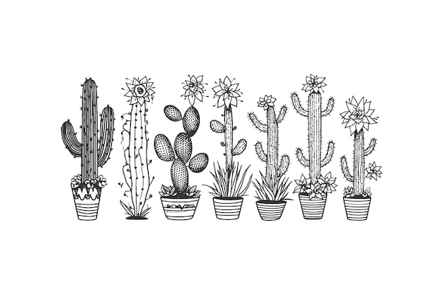 Conjunto de cactus con flores Diseño de ilustración vectorial