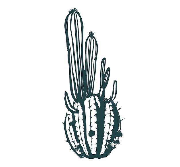 Conjunto de cactus ilustraciones dibujadas a mano, vector
