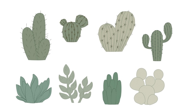 Conjunto de cactus Lindos cactus