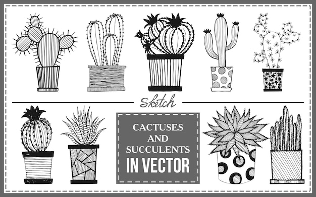 Conjunto de cactus y suculentos dibujados en vector