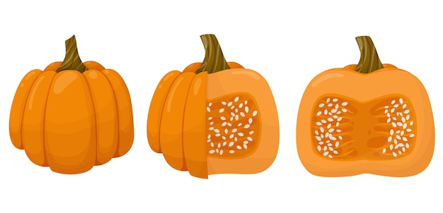 Conjunto de calabaza cortada otoño vegetal ilustración aislado sobre fondo blanco.