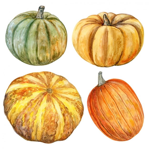 Vector en conjunto de calabazas acuarelas