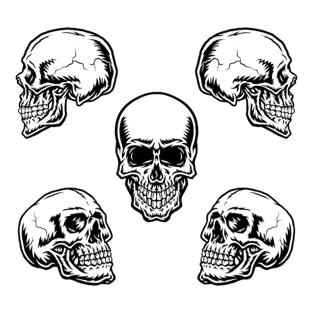Conjunto de calaveras en diferentes posiciones.