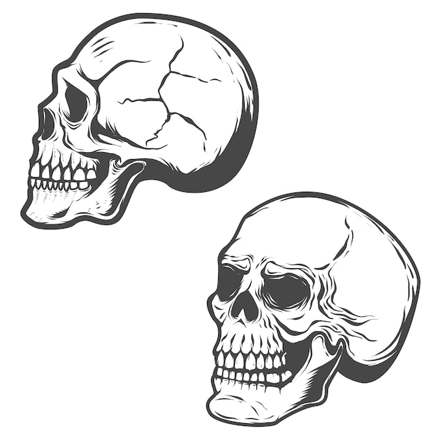 Conjunto de las calaveras sobre fondo blanco.