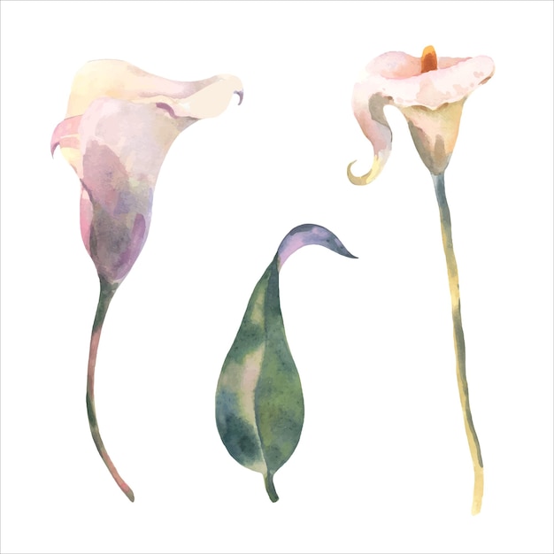 Vector conjunto de callas flores tropicales y hojas acuarela vector pintura botánica ilustración aislada