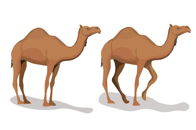 Conjunto de camellos dromedarios aislados sobre fondo blanco Ilustración vectorial