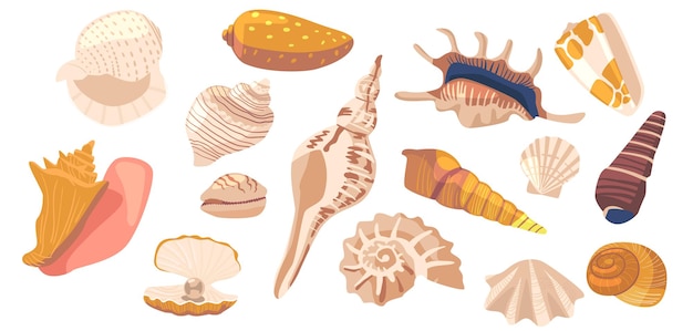 Vector conjunto de caracoles marinos, almejas y caracolas, moluscos, moluscos, conchas y conchas, nautilus tigre y buccinos. animal del océano tropical. ilustración vectorial de dibujos animados