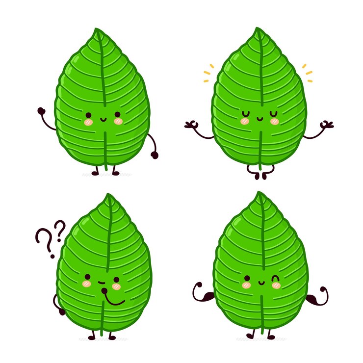 Vector conjunto de caracteres de hoja de kratom divertido lindo