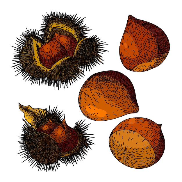conjunto de castañas castaña dibujada a mano temporada de alimentos cáscara de nuez castaña cruda dibujo vectorial ilustración de color aislado