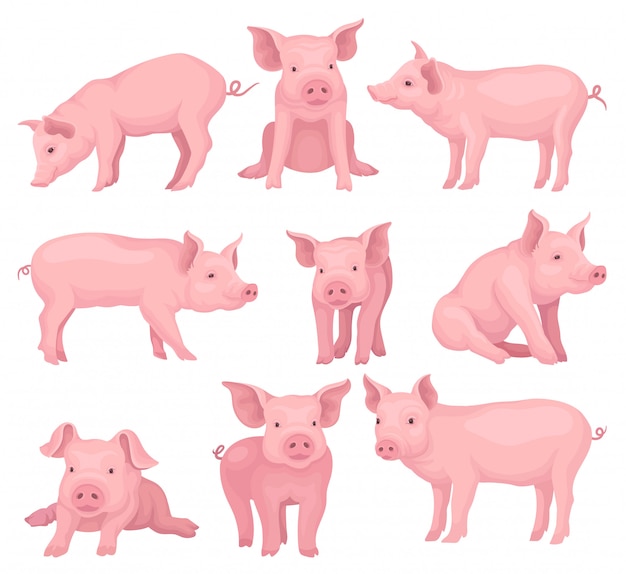 Vector conjunto de cerdos en diferentes poses. lindo animal de granja con piel rosada, hocico, pezuñas y orejas grandes. ganado domestico. elementos para niños libro o póster. ilustraciones de estilo de dibujos animados.