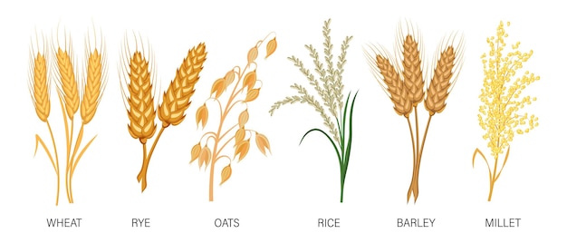 Vector conjunto de cereales trigo centeno avena arroz cebada mijo espiguillas cosecha agricultura ilustración