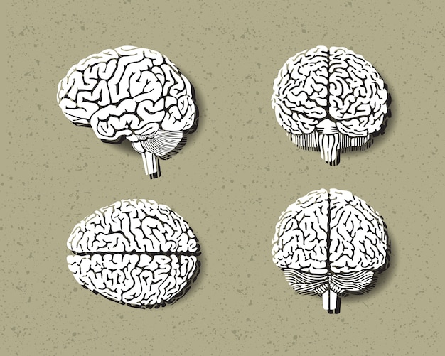 Vector conjunto de cerebro humano.