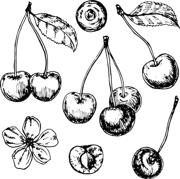 Conjunto de cerezas dibujado a mano tres cerezas dos cerezas una cereza y una flor de cerezo boceto en blanco y negro sobre fondo blanco