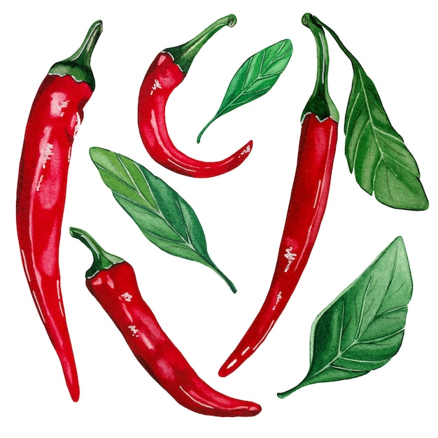 Vector conjunto de chiles