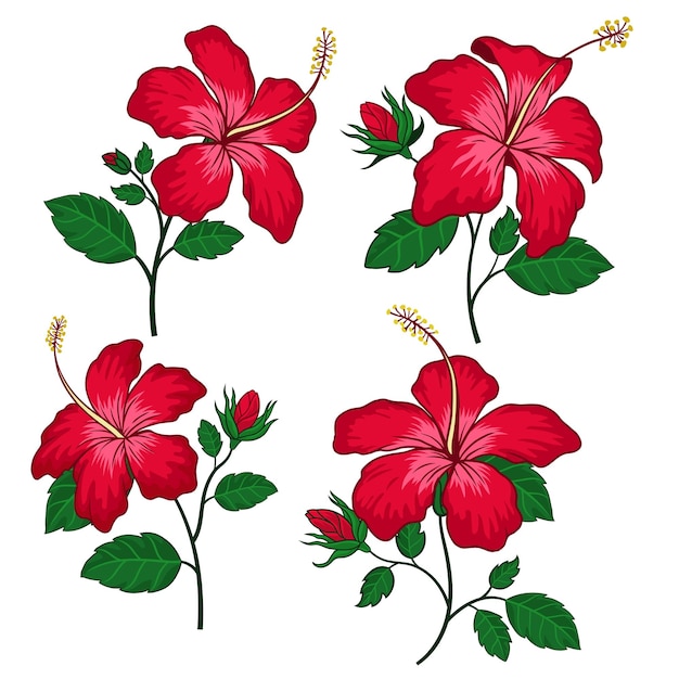 Conjunto de colección de flores de hibisco