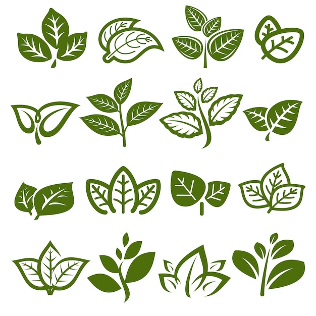 Conjunto de colección de hojas de té verde Colección icono de hoja de té verde Vector