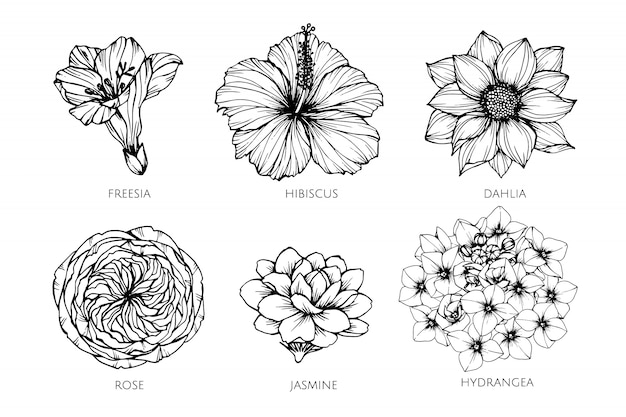Conjunto de la colección de la ilustración del dibujo de la flor.