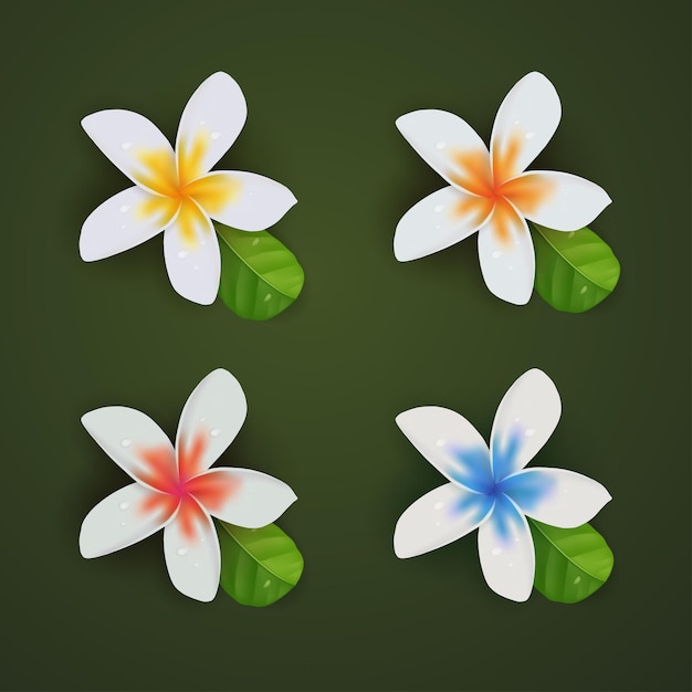 Conjunto de colección de plumeria de flores de verano realista 3d