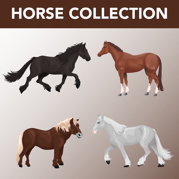conjunto de colección de razas de caballos