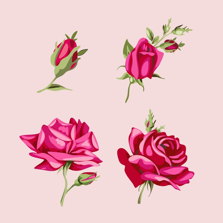 Conjunto Colección Rosa
